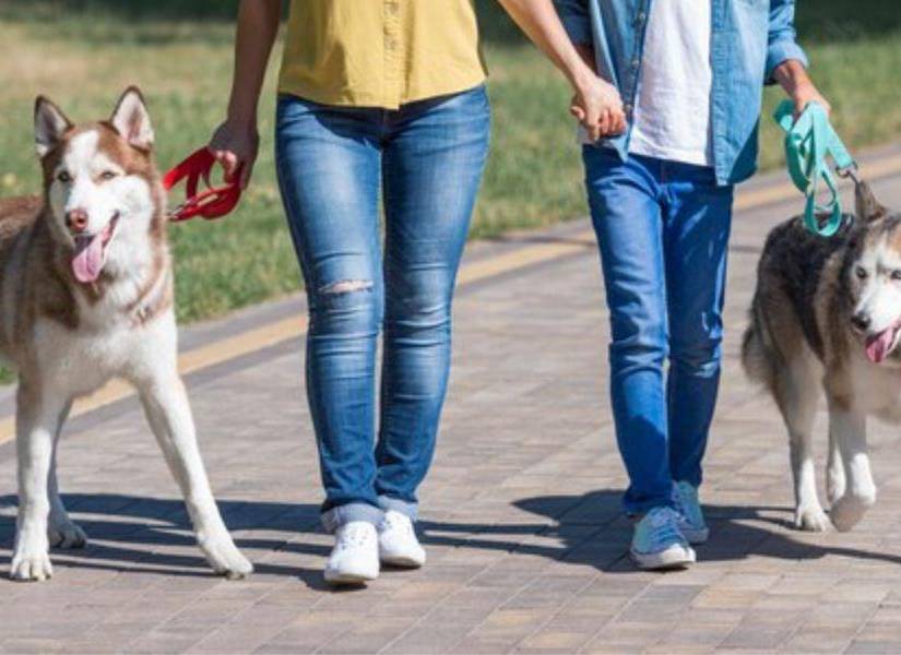 Imagen referencial de dos personas paseando a sus respectivas mascotas por un parque, una necesidad básica que requieren las mascotas.