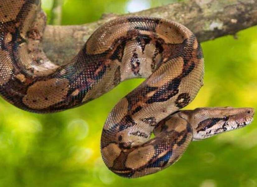Boa Constrictora es una de las serpientes más conocidas del mundo, misma que habitan desde México hasta América del Sur en una imagen de archivo.