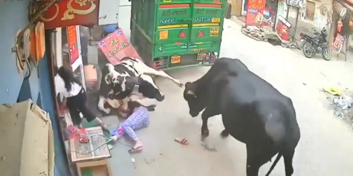 VIDEO | Dos vacas embistieron a jóvenes que estaban en la calle