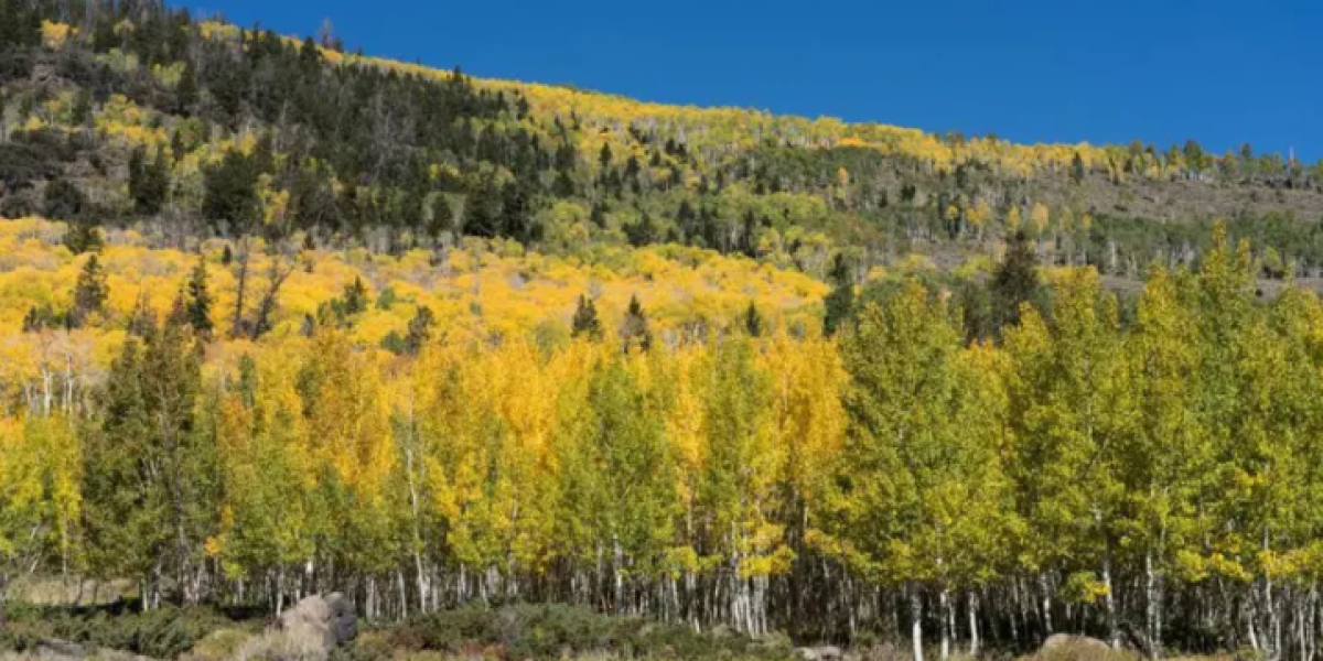 Pando, el árbol de más de 40 hectáreas considerado uno de los seres vivos más antiguos y pesados de la Tierra