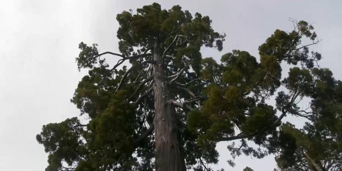 'Gran abuelo', el árbol chileno que podría ser el más antiguo del mundo