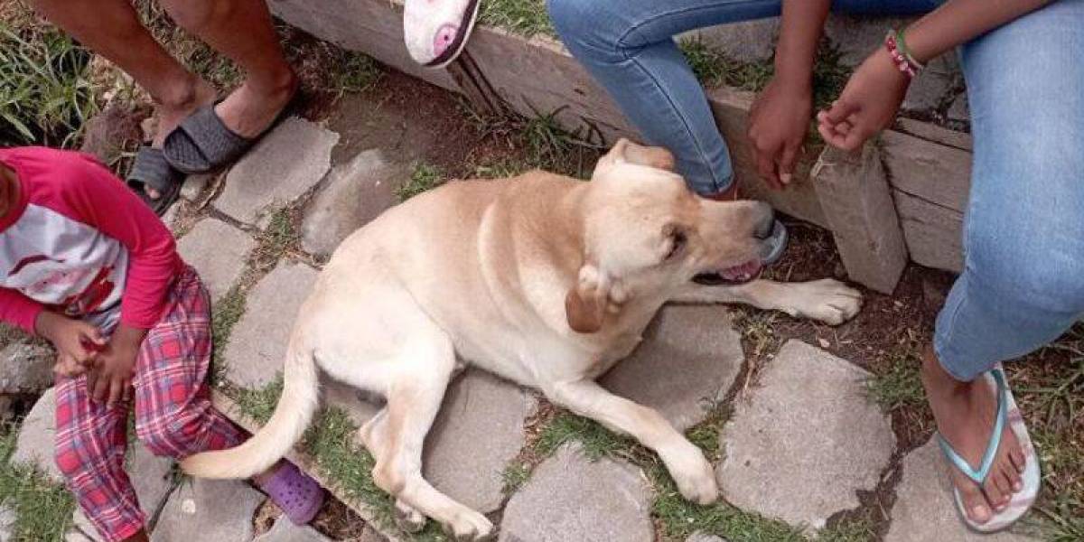 El dueño de perro que atacó a un niño, en Tumbaco, tendrá que pagar multa de USD 4 600