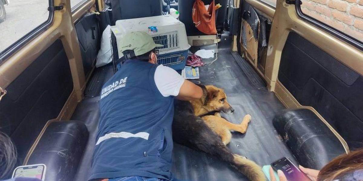 Identificaron a la persona que atropelló a un perro en Quito