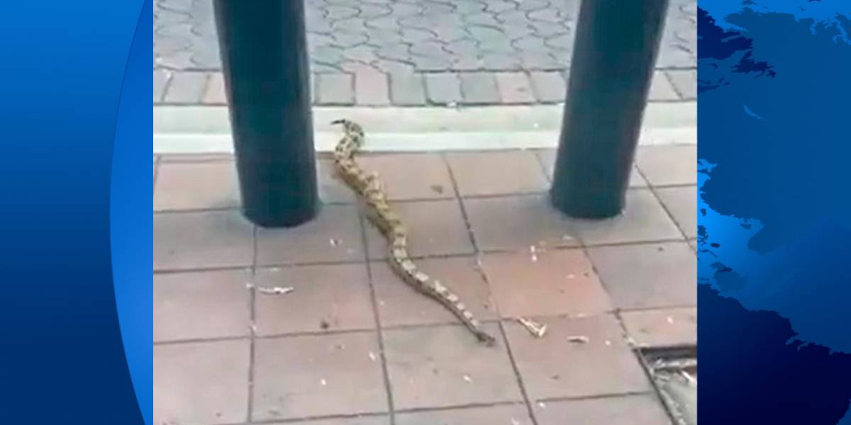 Guayaquil | Una serpiente que apareció en la avenida 9 de Octubre fue trasladada a Cerro Blanco