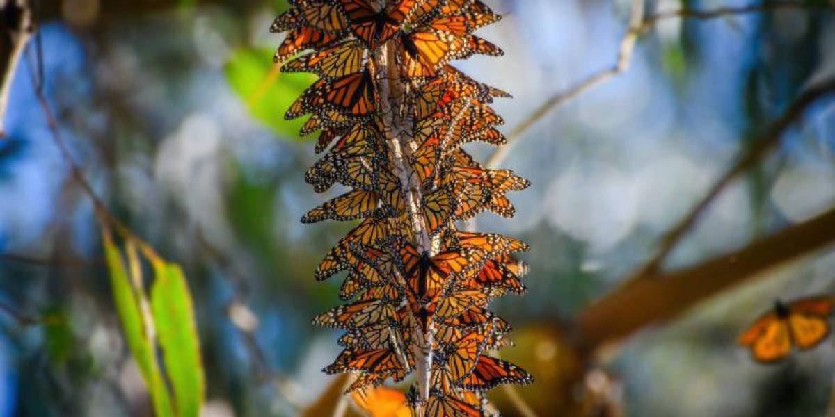 EE. UU. propone declarar a la mariposa monarca como especie amenazada