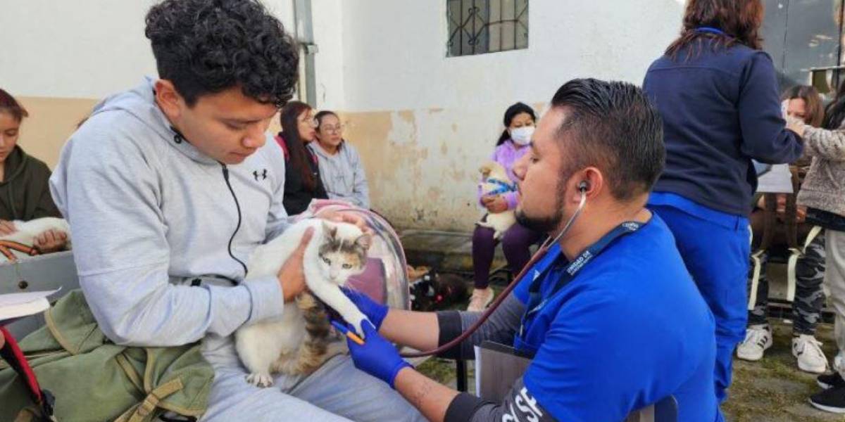 149 mascotas fueron esterilizadas en el barrio Quito Sur; ¿cómo agendar un turno para este servicio?