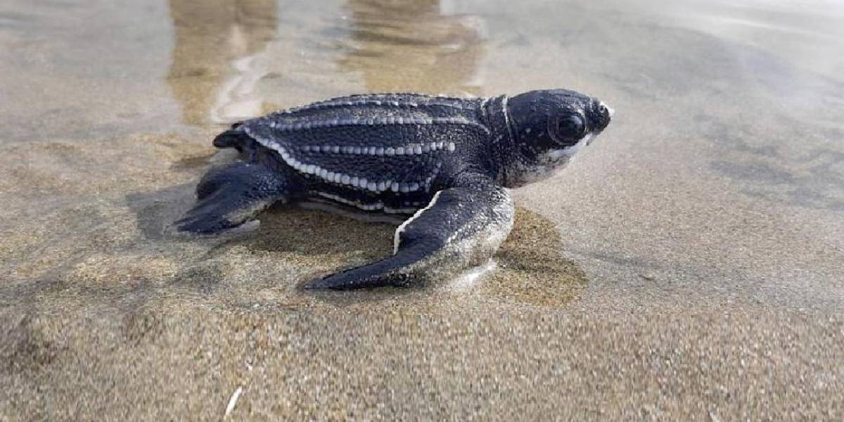 Ecuador y otros 14 países de América llaman a la acción y colaboración para proteger a las tortugas marinas