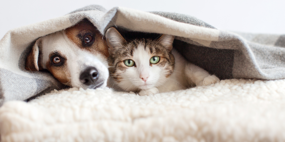 ¿Cómo proteger a tus mascotas de las bajas temperaturas?