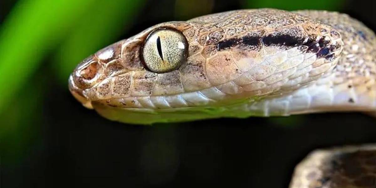 La isla de EE.UU. con más de dos millones de serpientes que exterminaron las aves y ahora amenazan el bosque