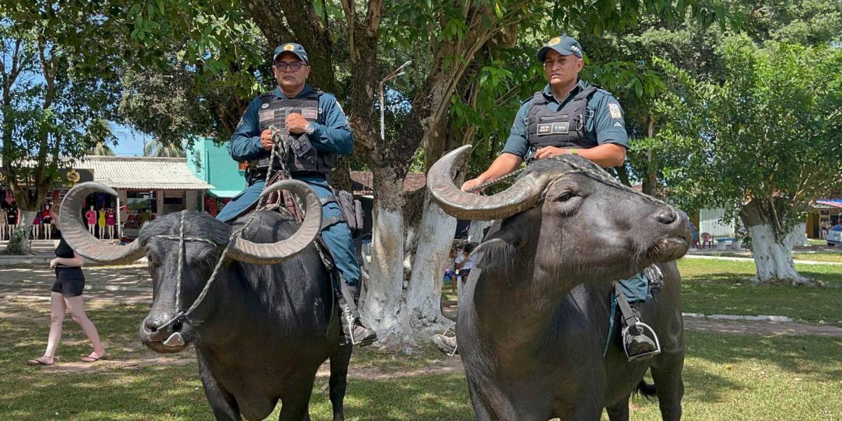 Un batallón de Policía montada en búfalos patrulla en la Amazonía brasileña