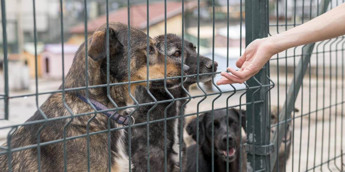 Empresa de cría de perros acepta multa por maltrato animal