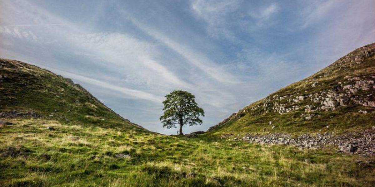 Cómo lograron revivir en un sitio secreto el icónico árbol de Robin Hood vandalizado el año pasado en Reino Unido