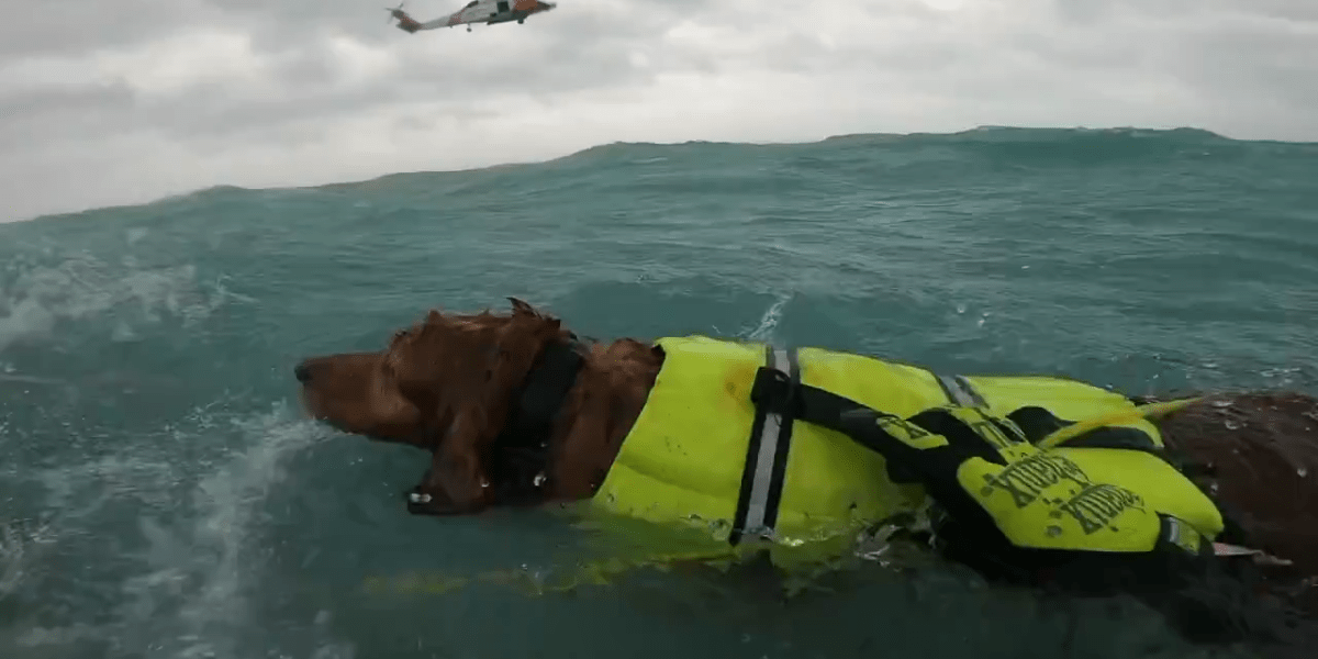 El viral video de un hombre y su perro siendo rescatados del huracán Helene