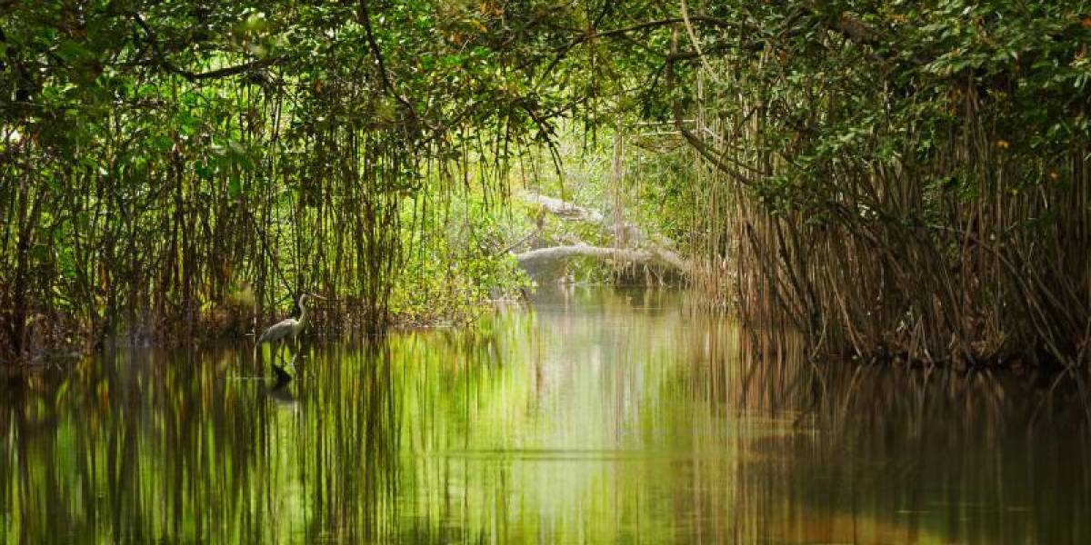 Ecuador acogerá la primera edición de la convención del Fondo Mundial para el Medio Ambiente