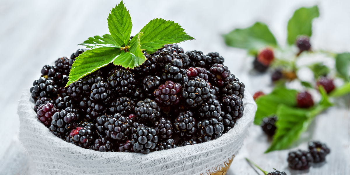 Las moras negras, una potente fuente de colágeno y salud para la piel y articulaciones