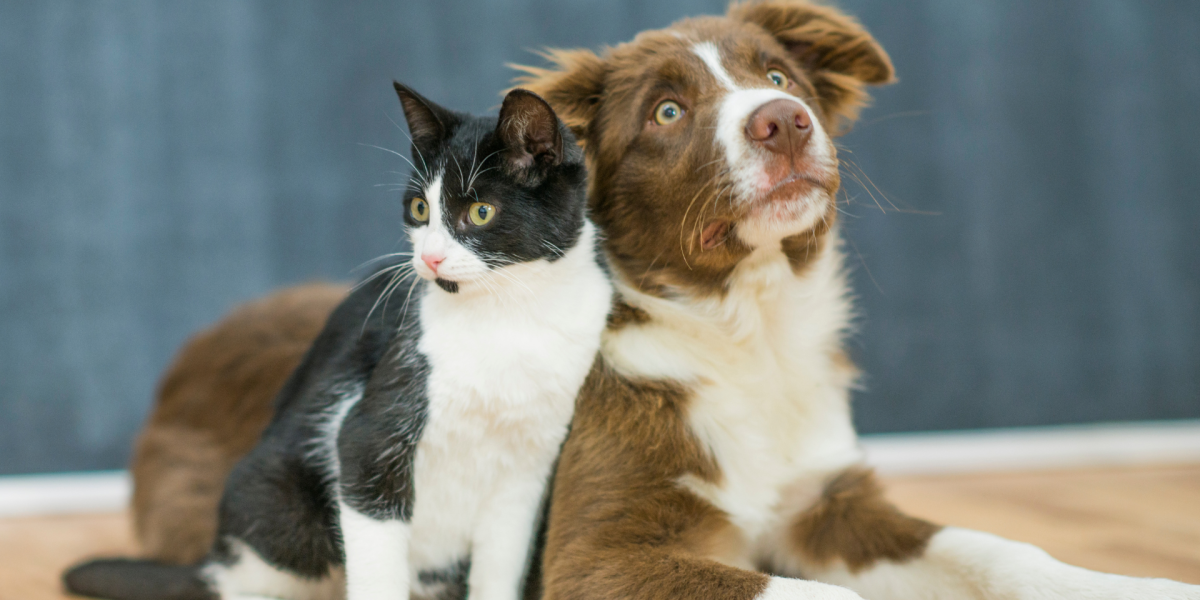 Los gatos superan a los perros en adopciones en España durante 2023