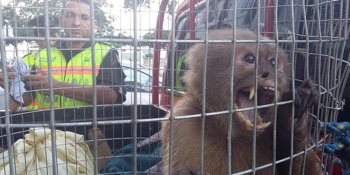 Los gremios de productores se concentrarán en la Asamblea para el primer debate de la Ley de Protección Animal