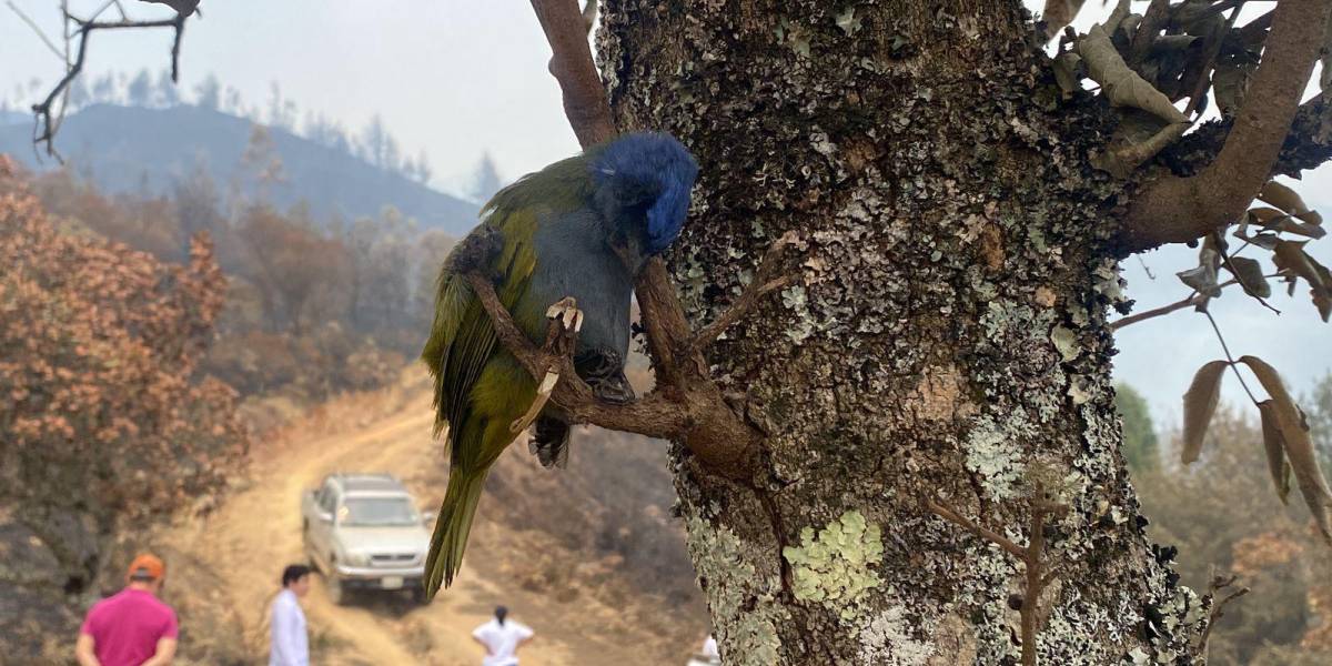 Los incendios forestales no cesan en Azuay y Loja; se logra controlar el fuego en el Parque Nacional El Cajas