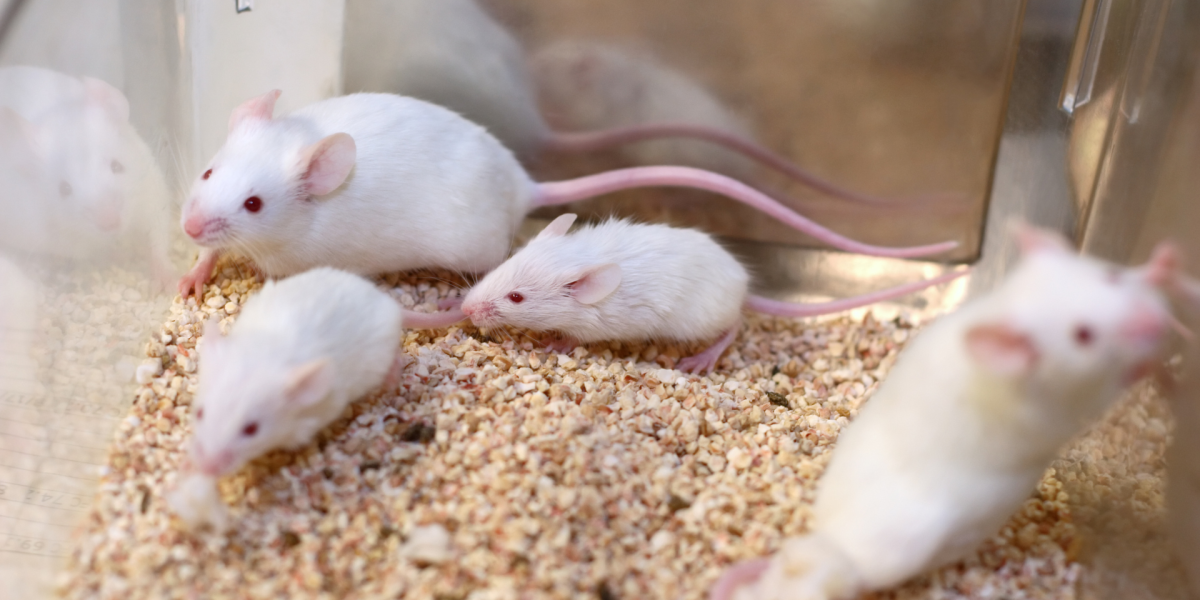 Investigan sobre el síndrome del corazón en vacaciones en ratones