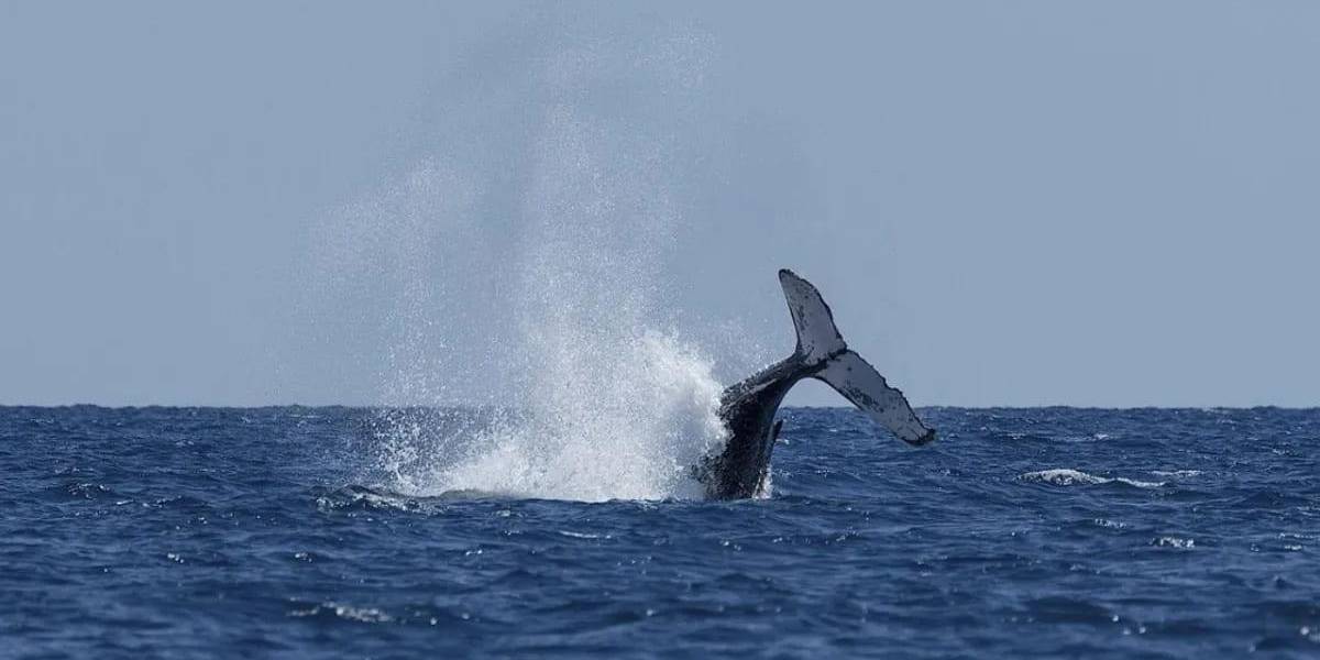 Islandia autoriza la caza de ballenas hasta 2029