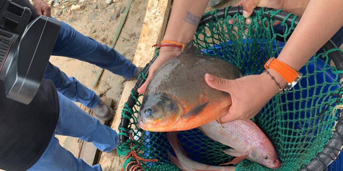 Crisis carcelaria Ecuador: las piscinas de tilapia no son nuevas en las cárceles