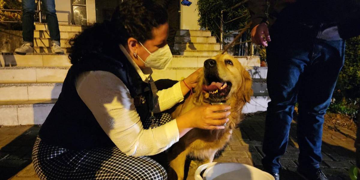 Mascotas y fauna silvestre afectados tras fuertes incendios forestales en Quito