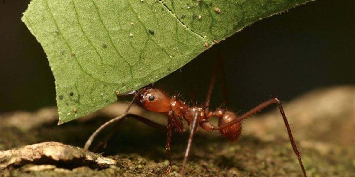 Científicos buscan confirmar el primer registro de una especie de hormiga tejedora en Ecuador
