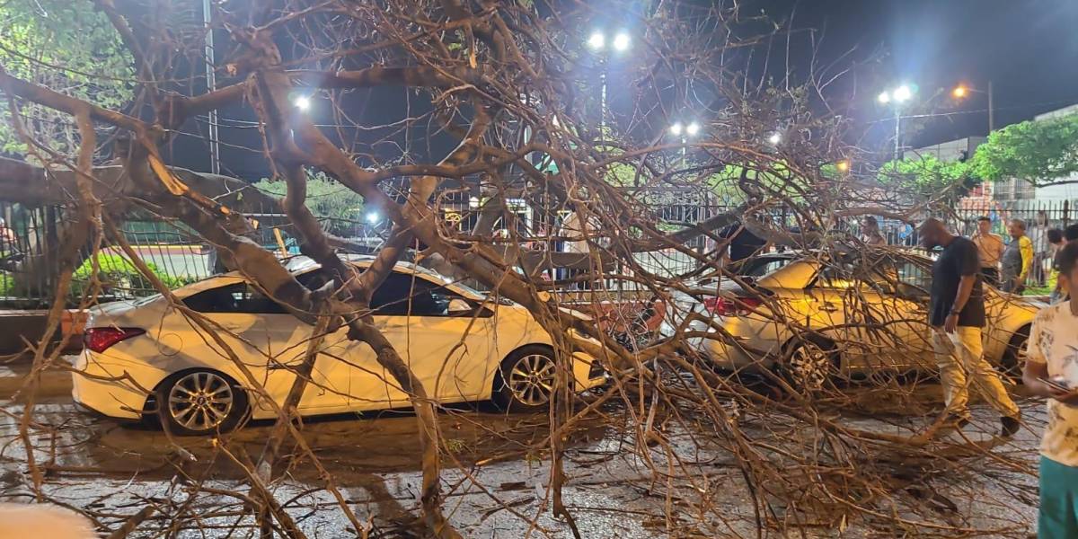 Dos carros afectados por la caída de un árbol en el norte de Guayaquil