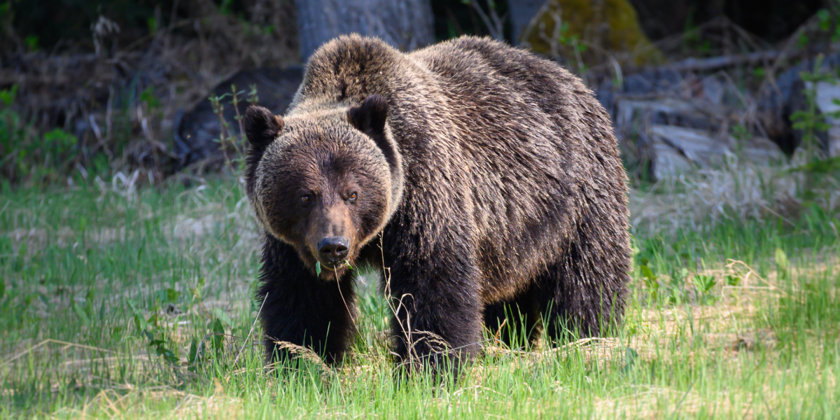 Un oso pardo atacó a una niña y a un hombre en un pueblo en Rumanía