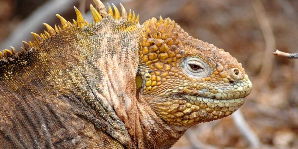 505 iguanas amarillas fueron trasladadas a la Isla Santiago para mantener equilibrio en las Galápagos