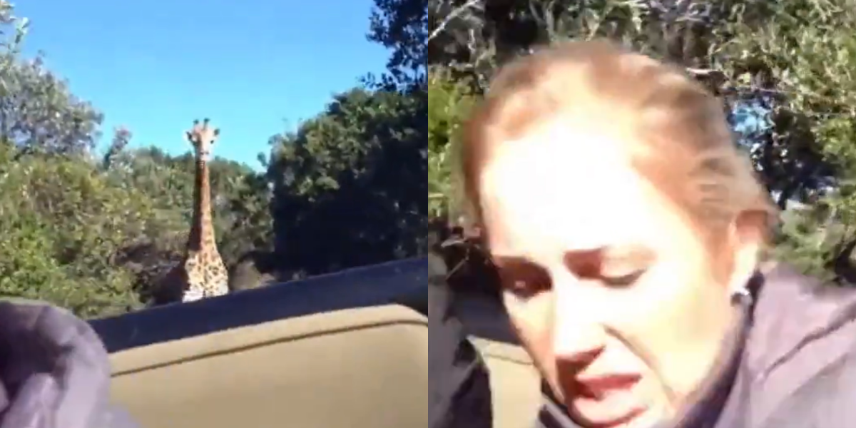VIDEO | Turistas fueron perseguidas por una jirafa