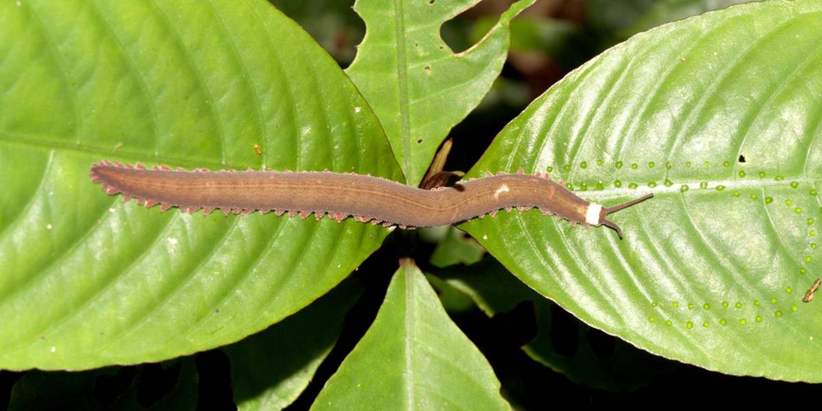 Por primera vez es identificado un gusano de terciopelo en la Amazonía de Ecuador