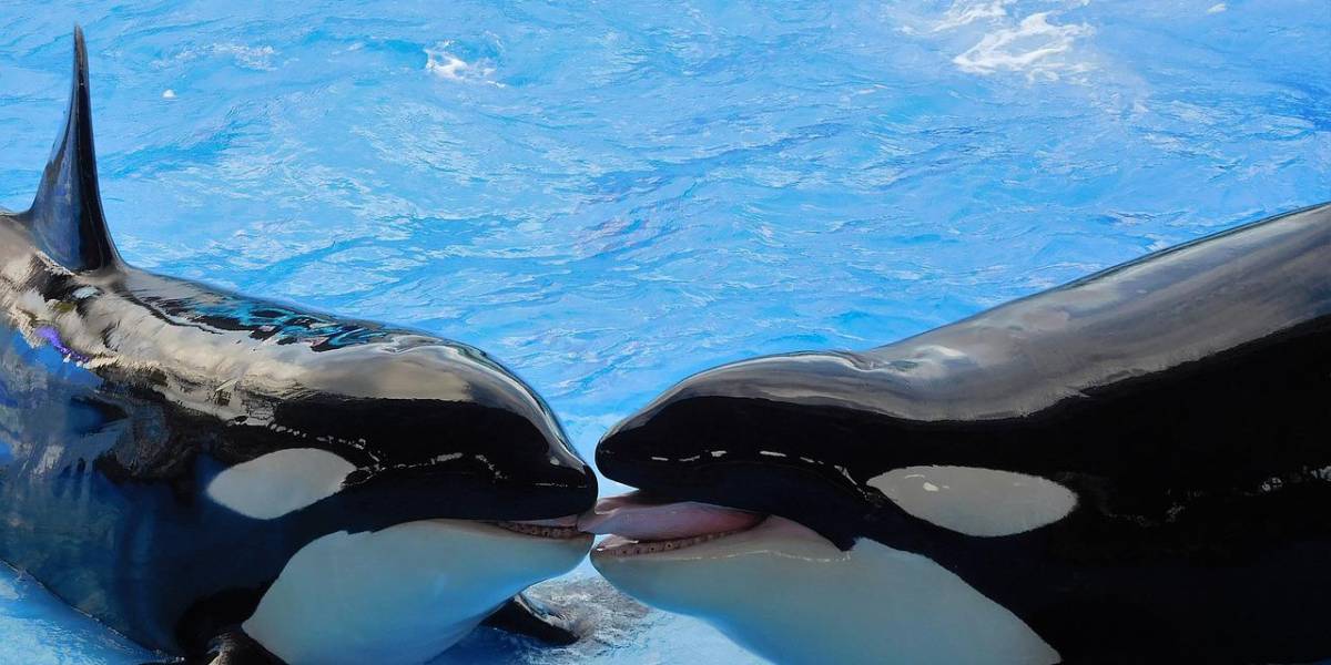 Este es el misterio de las orcas: ¿Por qué sabemos tan poco sobre ellas?