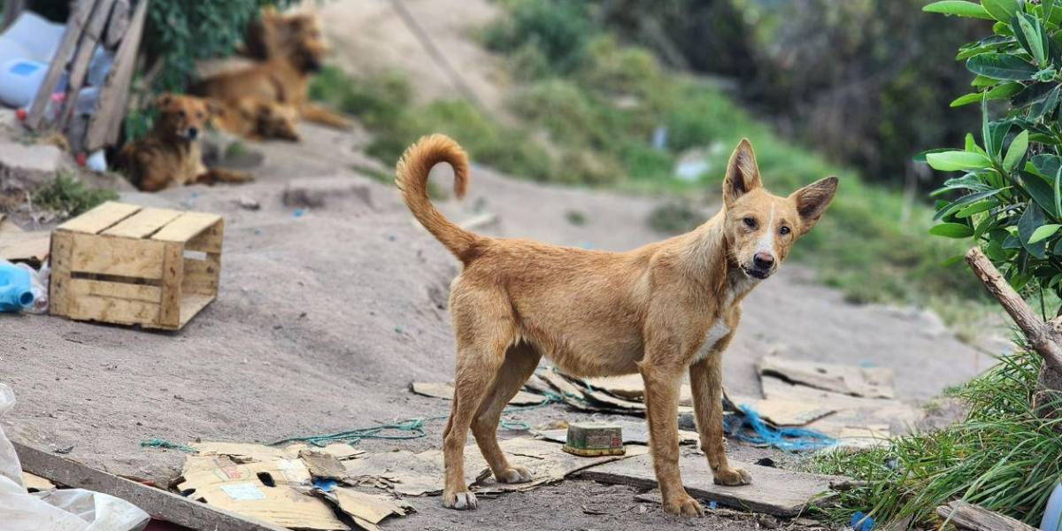 Quito | Los perros de Salvador Naula necesitan ayuda de la comunidad para ser rescatados