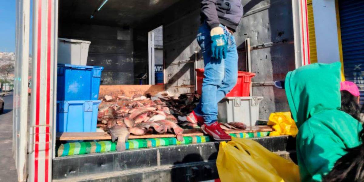 Quito | Tres personas vendían pescado en condiciones insalubres en Calderón