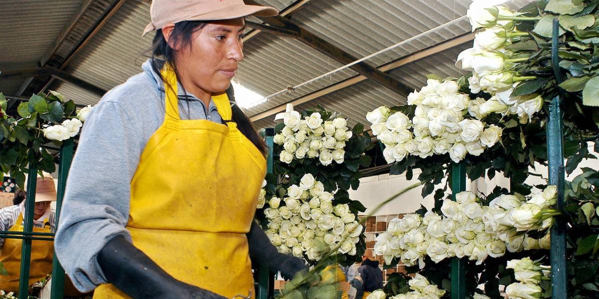 Producción florícola en Ecuador busca convertirse en carbono neutro
