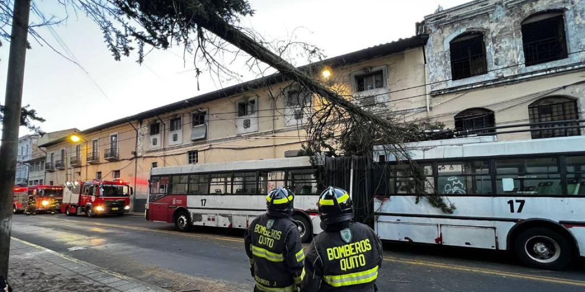 Quito: Un árbol cayó sobre un trole en La Recoleta y provoca cierres viales