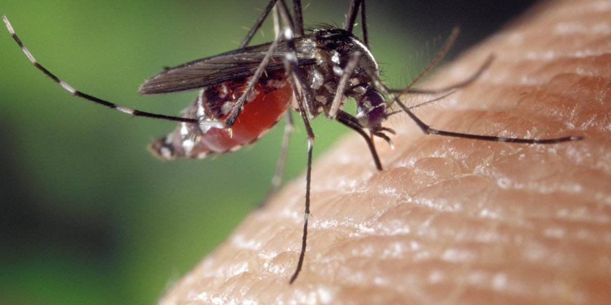 La OMS advierte del aumento del dengue: 8 millones de casos en cuatro meses, 2 millones más que en todo el año 2023