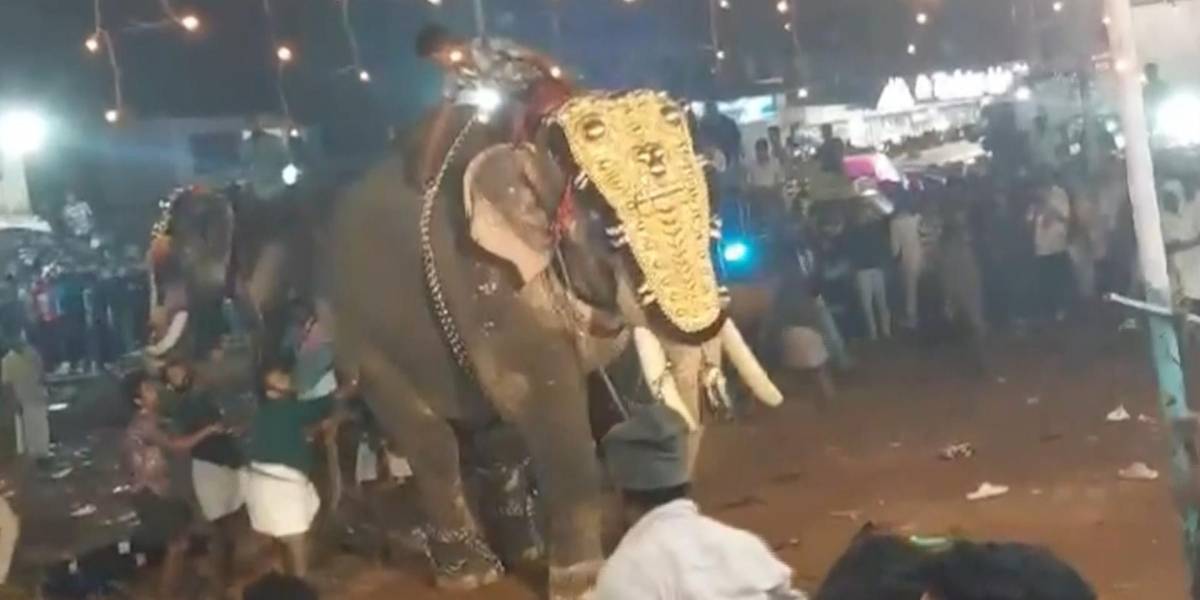 23 heridos por el ataque de un elefante durante un festival en el sur de la India