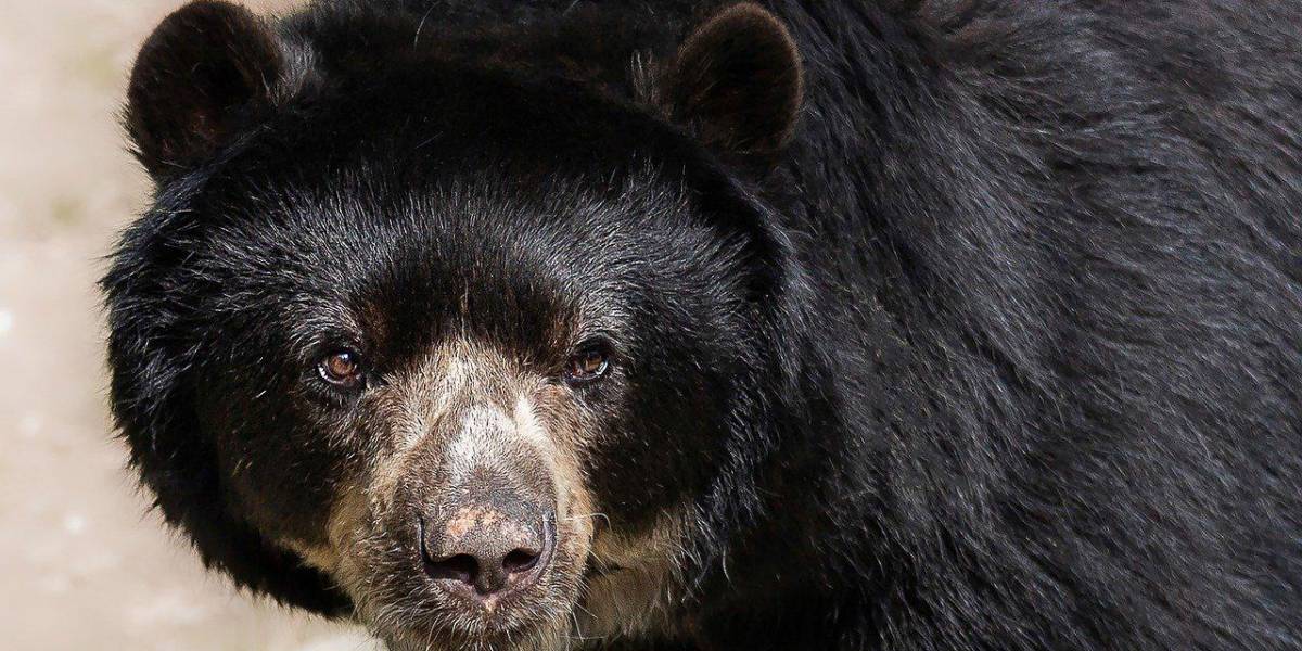 El video de un oso en Colorado, sorprende con su tenacidad al conquistar una hamaca