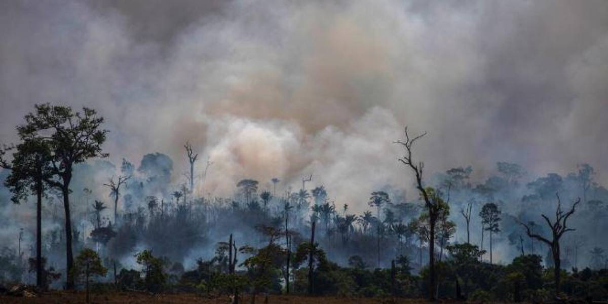 Interpol detiene a 26 personas por deforestación ilegal en frontera entre Argentina, Brasil y Paraguay