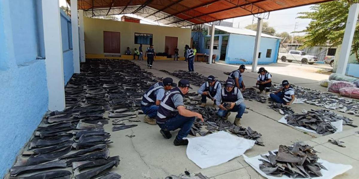 1,2 toneladas de aletas de tiburón fueron incautadas en la ciudad peruana de Tumbes, fronteriza con Ecuador