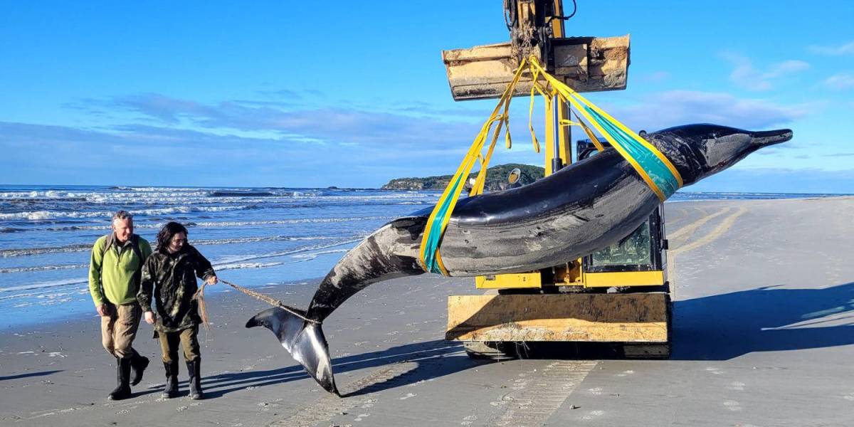 Encuentran una ballena de la especie más rara del mundo, en Nueva Zelanda