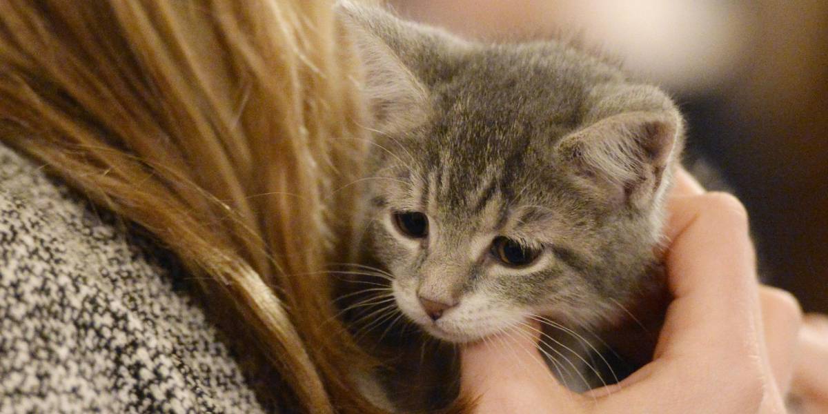 Estados Unidos ordena retirar lote de comida para gatos contaminado con gripe aviar