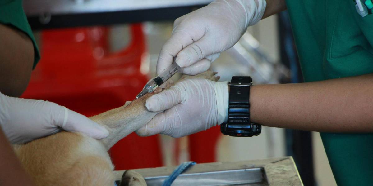 Un Hospital recibe a animales silvestres heridos por los incendios forestales en Quito