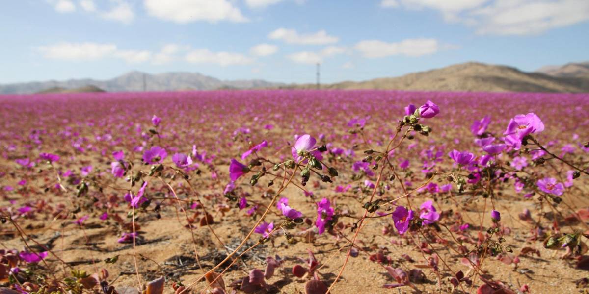 Las inusuales lluvias hacen florecer al árido desierto de Atacama, en Chile