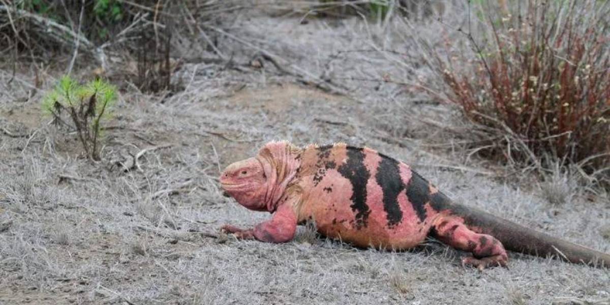 Científicos vigilan la población de iguanas rosadas en el volcán Wolf de las Islas Galápagos