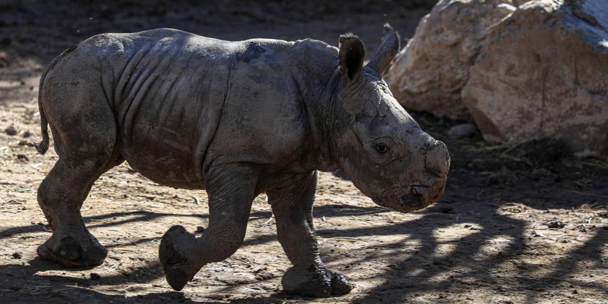 La tercera cría de rinoceronte blanco de Sudamérica nació en un zoológico de Chile