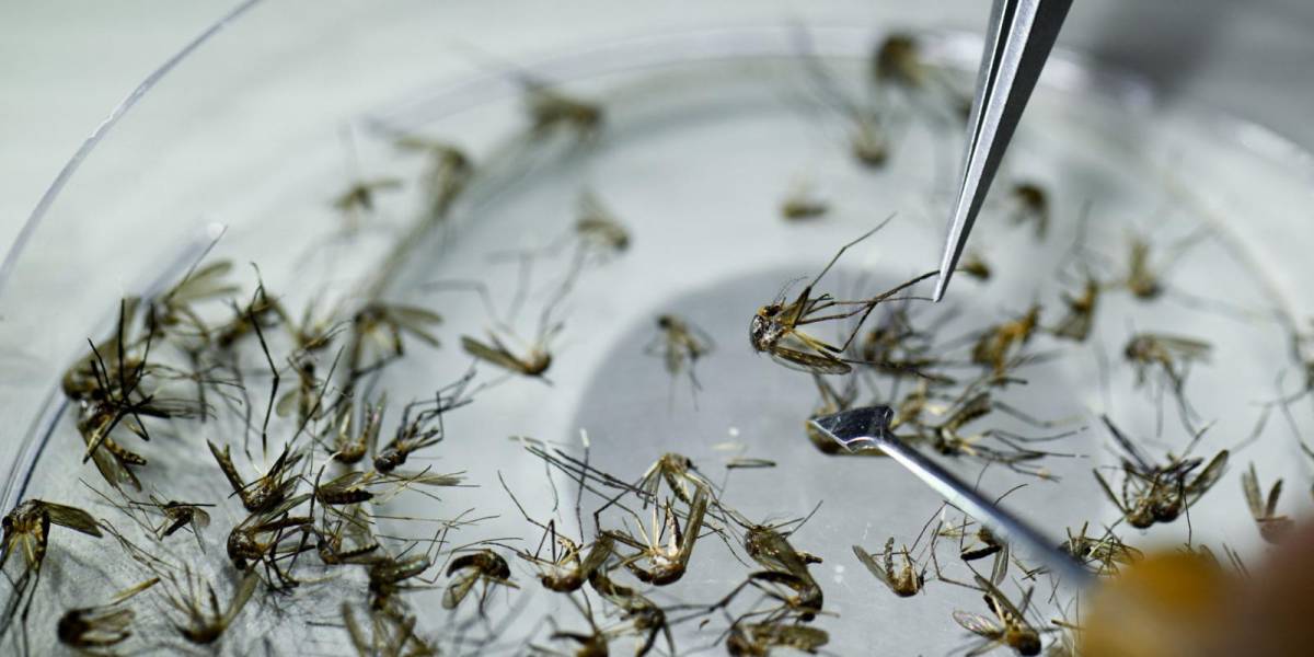 El dengue ha provocado 45 muertes y más de 38 000 casos en Ecuador