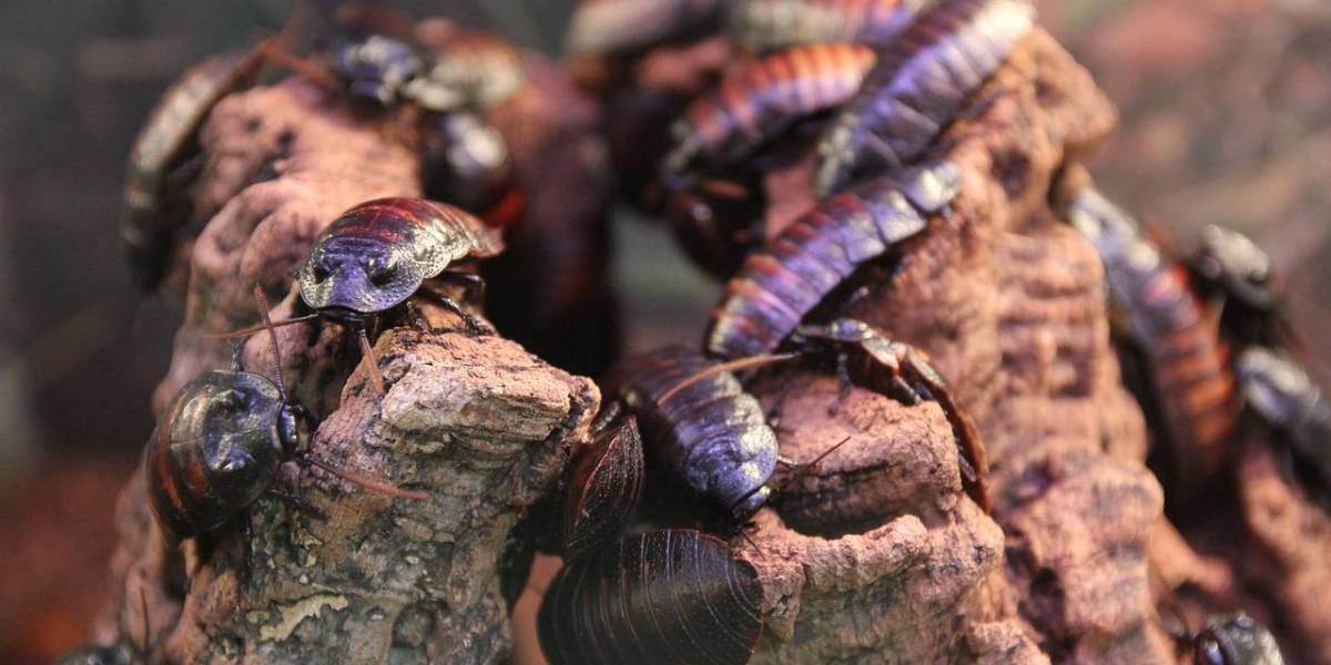 Descubre la planta aromática que ahuyenta las cucarachas de tu hogar